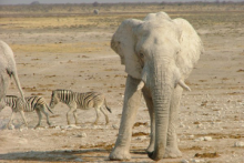 Elephant at the Etosha Pan